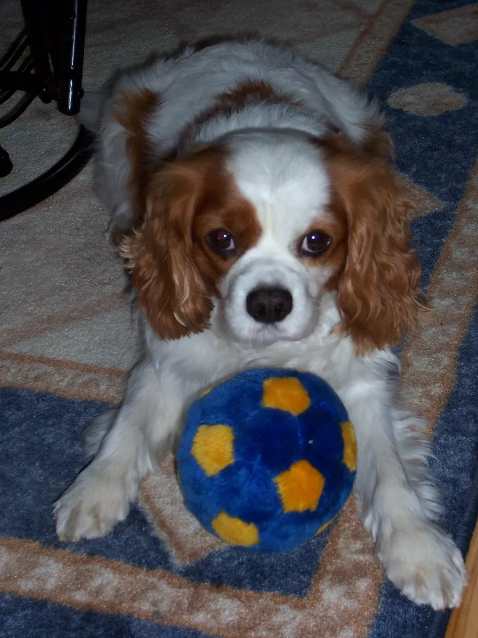 Sosyal Yönüyle Cavalier King Charles Spaniel
