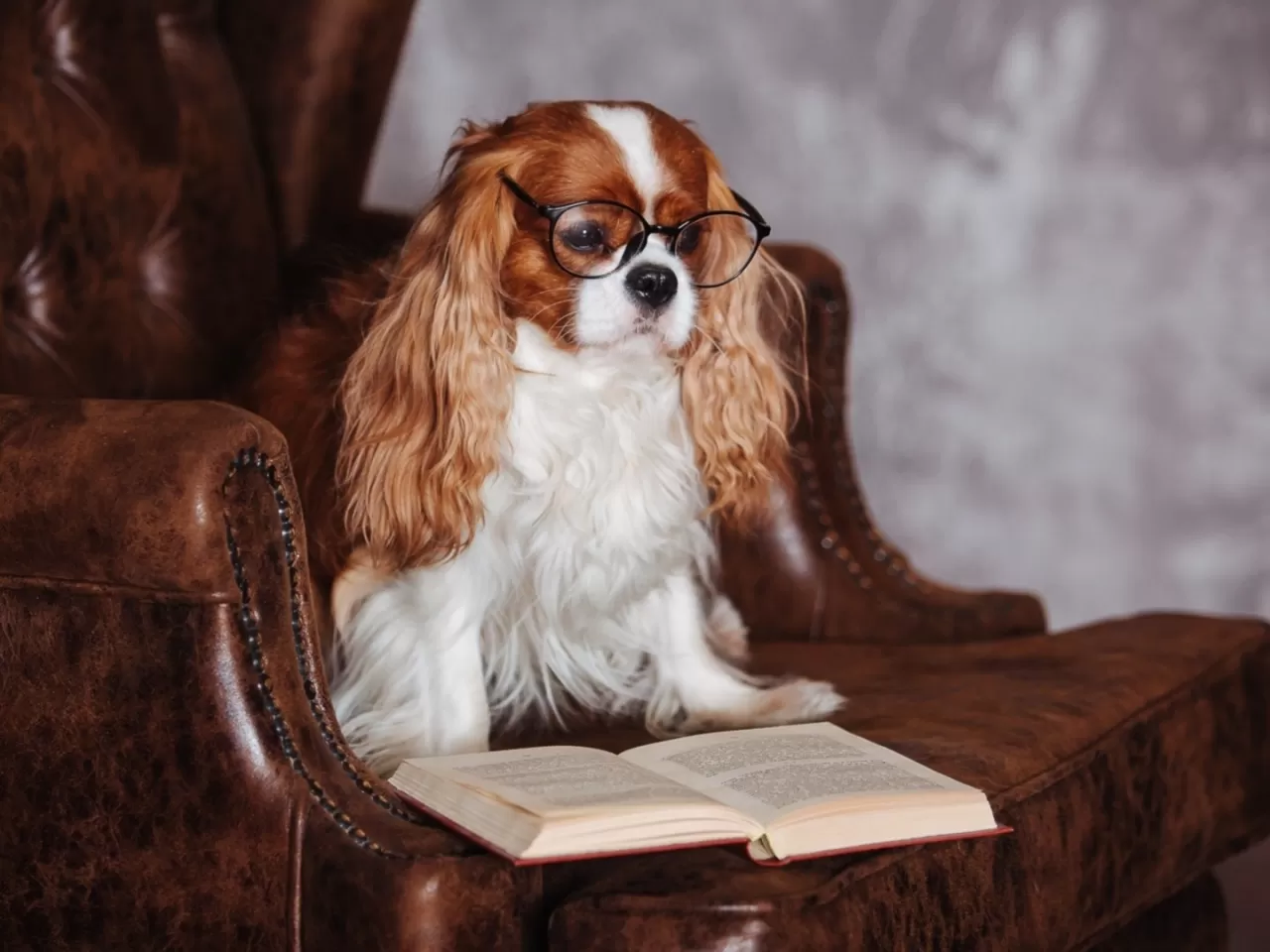 Cavalier King Charles’ın Eğitimi