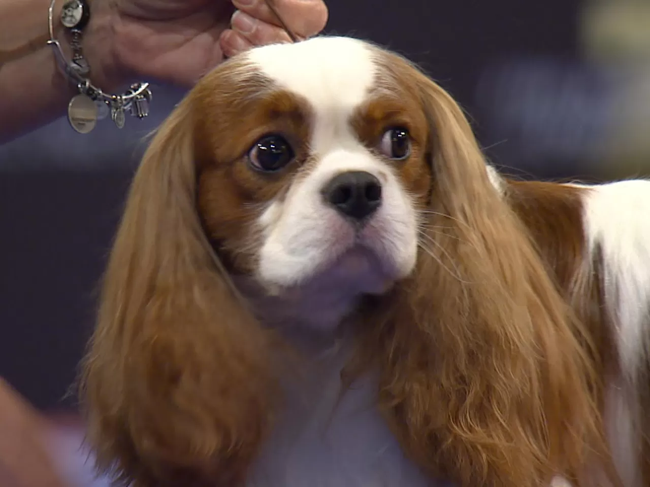 Cavalier King Charles’ın Bakımı ve Sağlığı