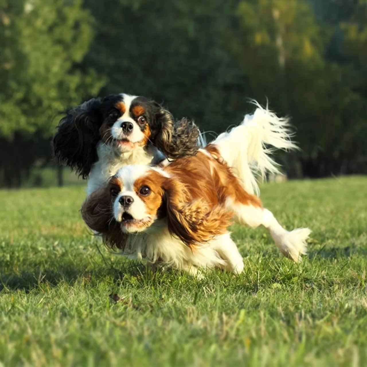 Cavalier King Charles’ın Kalori İhtiyacı