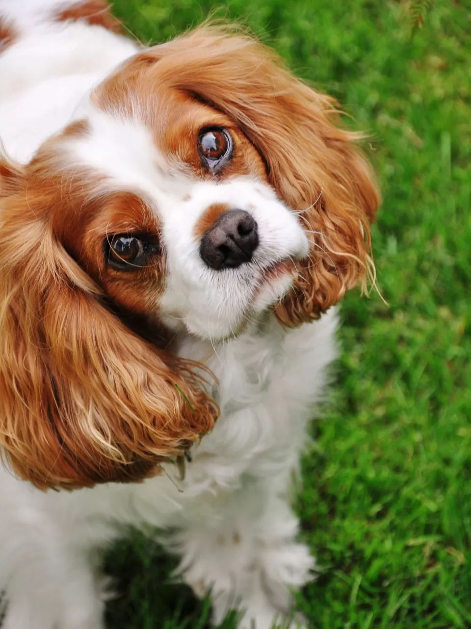Cavalier King Charles’ın Egzersiz İhtiyacı