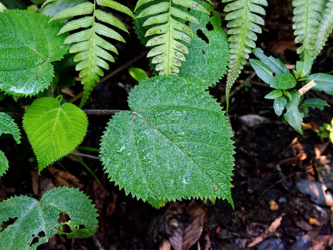 Gympie Gympie Ağacı