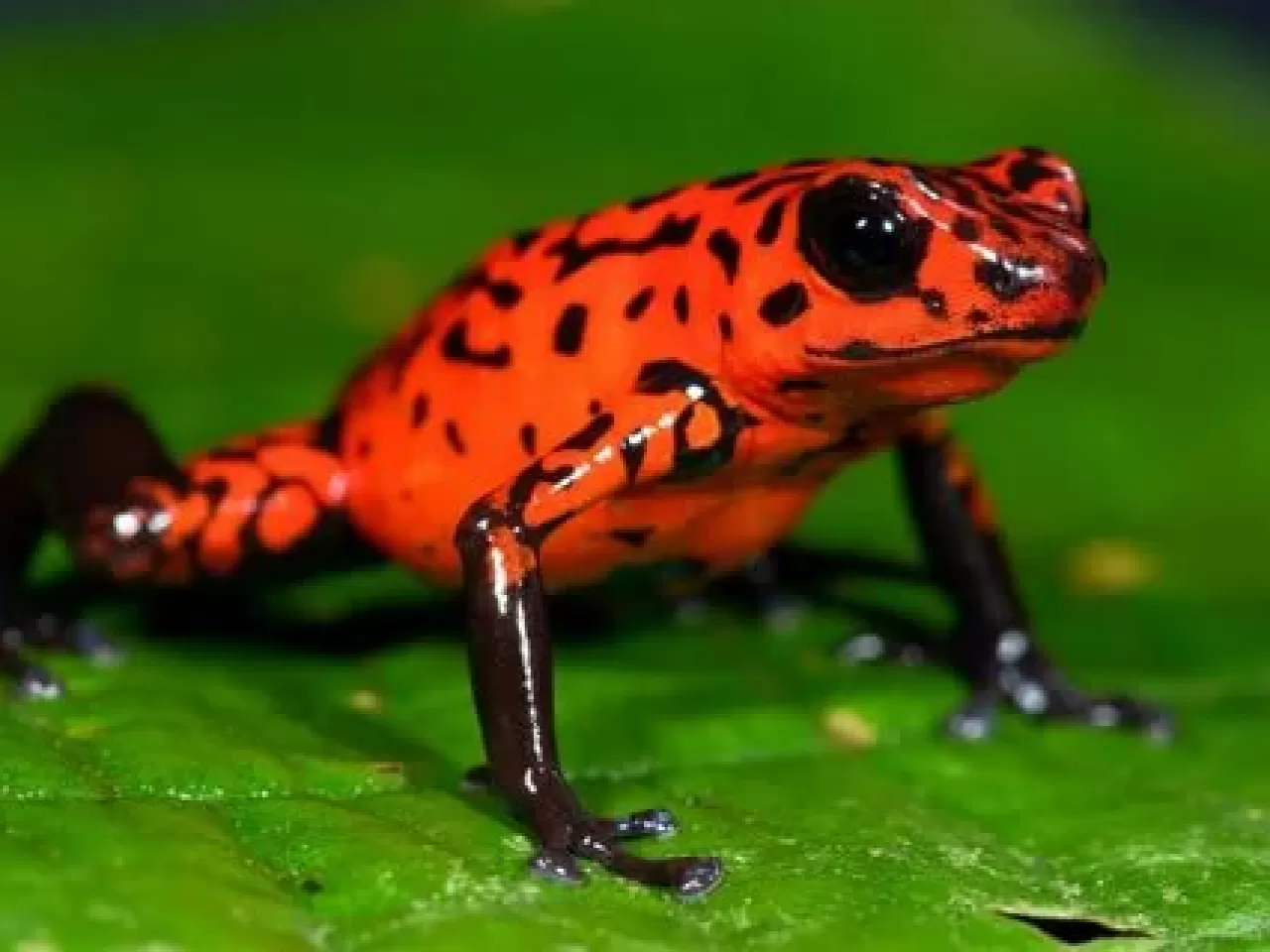 Zehirli Dart Kurbağası