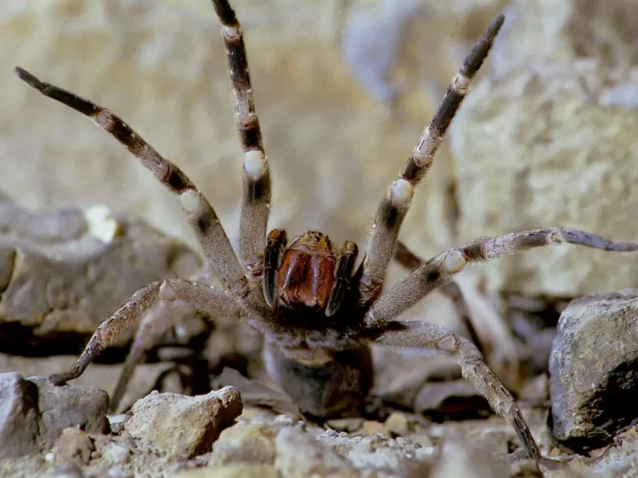 Brezilya Gezgin Örümceği