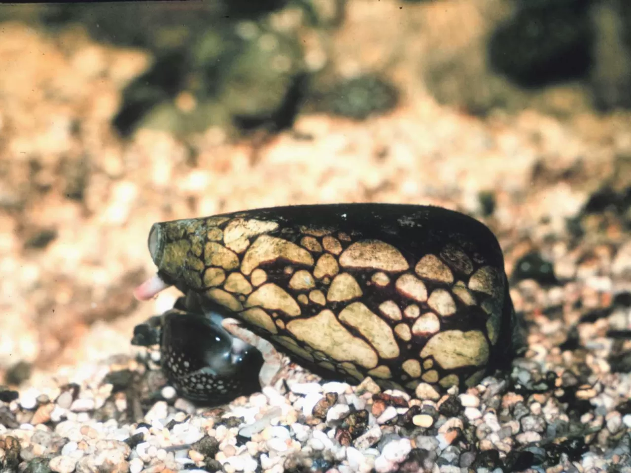 Mermer Koni Salyangoz