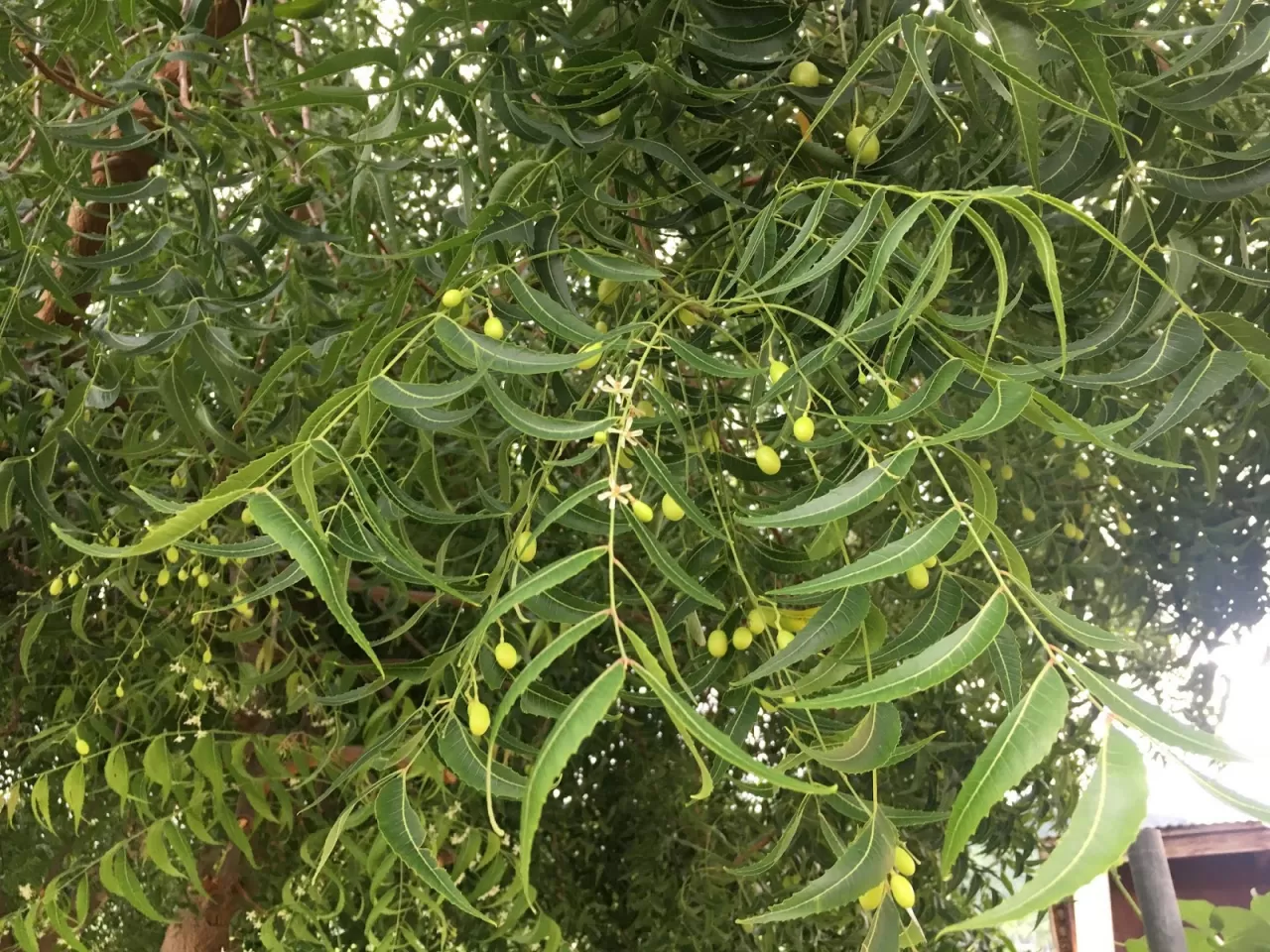 Hint Leylağı (Neem Ağacı)