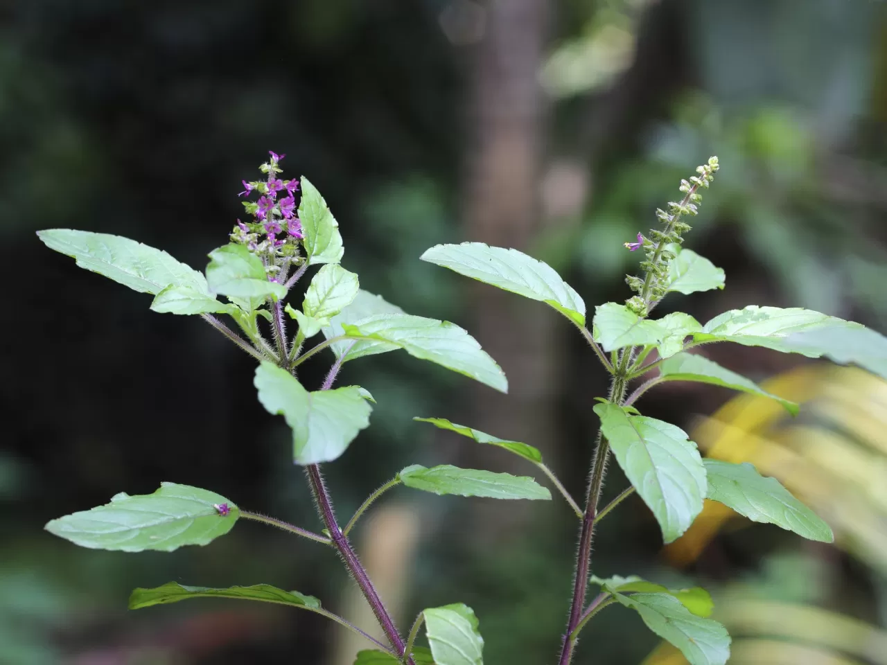Tulsi