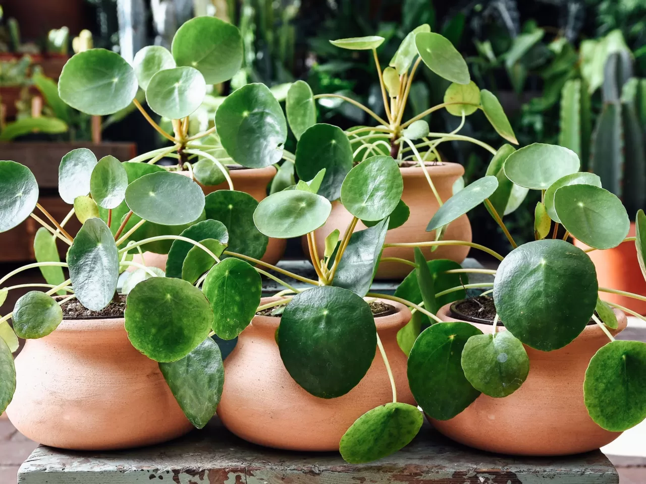 Money Plant (Para Fabrikası)