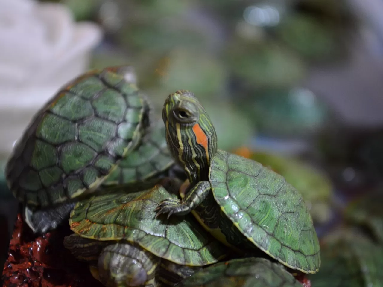 Среда обитания зеленой черепахи. Красноухая Болотная черепаха. Морская черепаха красноухая. Черепашка красноухая маленькая. Малюсенькие красноухие черепахи.