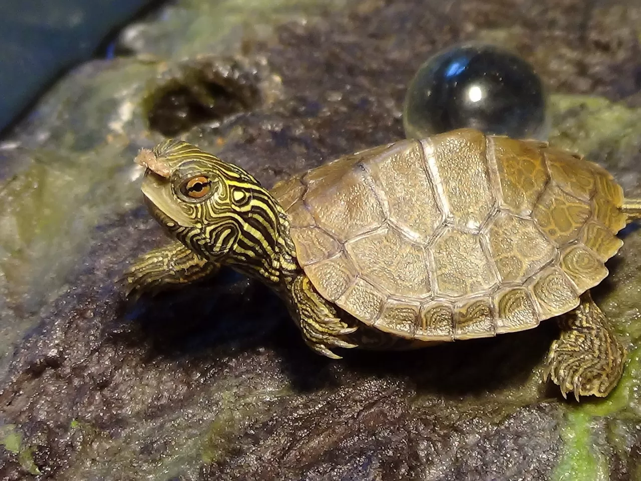 Kaplumbağalar Yeryüzünde Ne zamandır Varlar?3