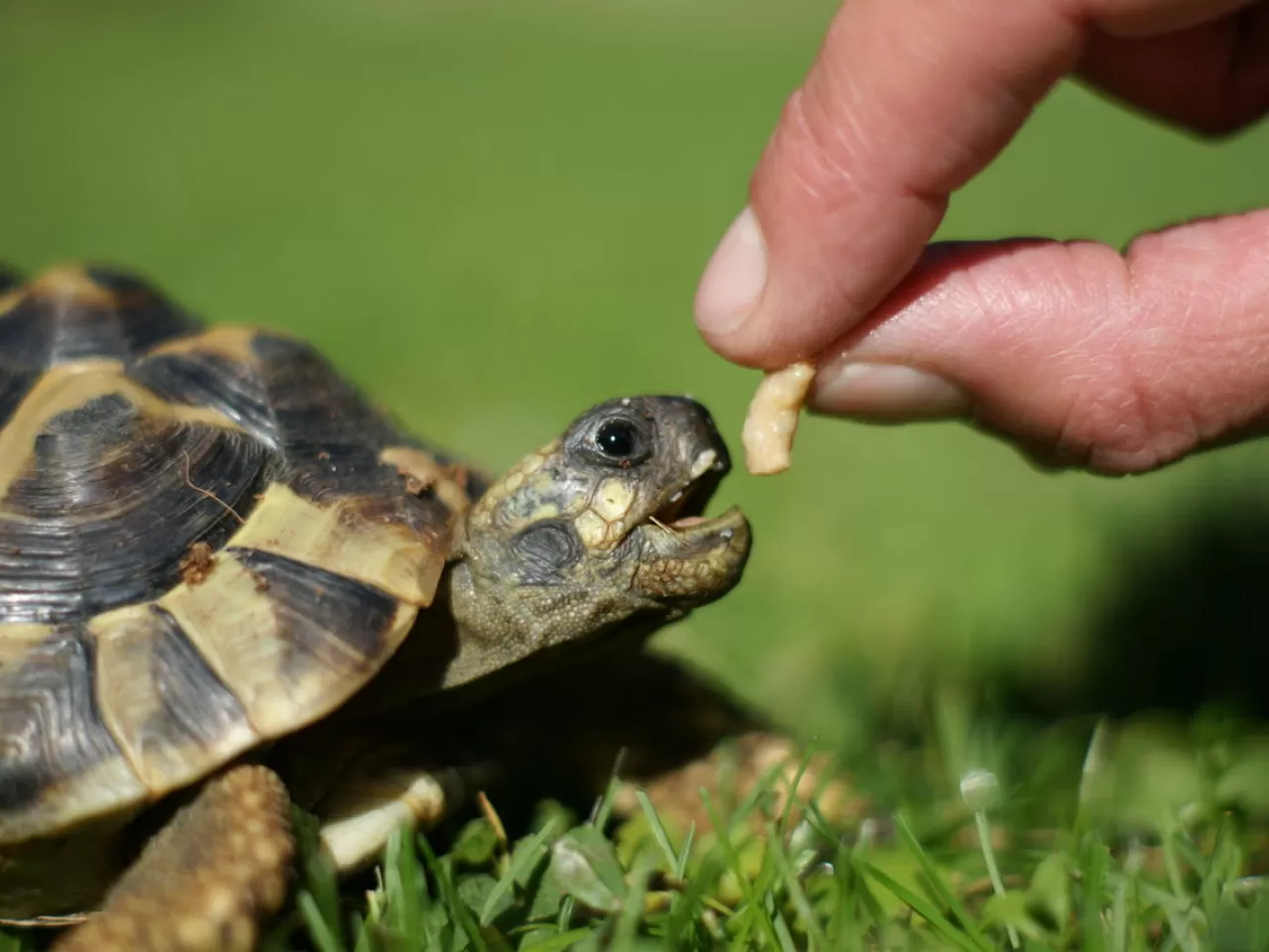 Kara Kaplumbağalarının Evde Bakımı