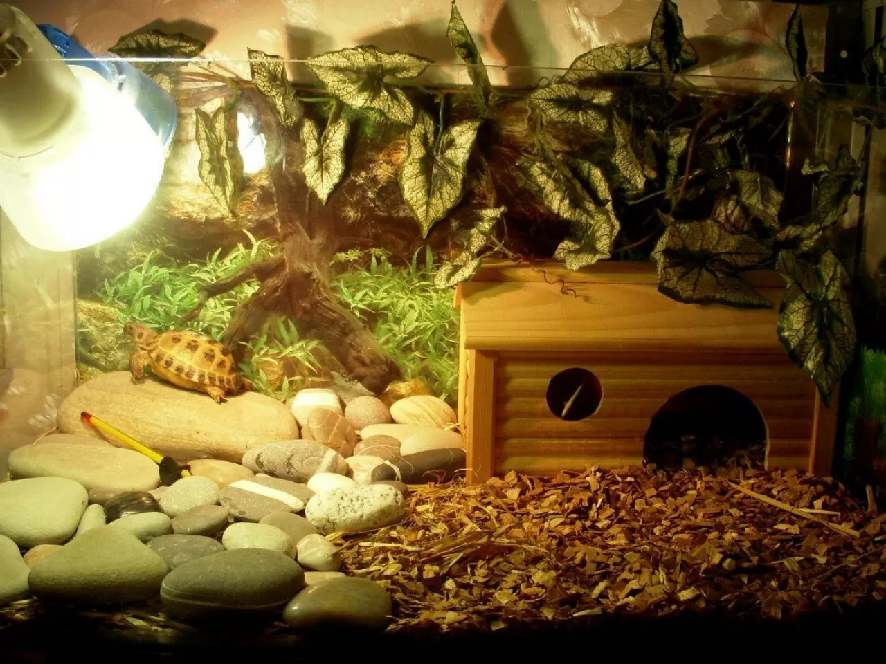 Kaplumbağa Teraryumları