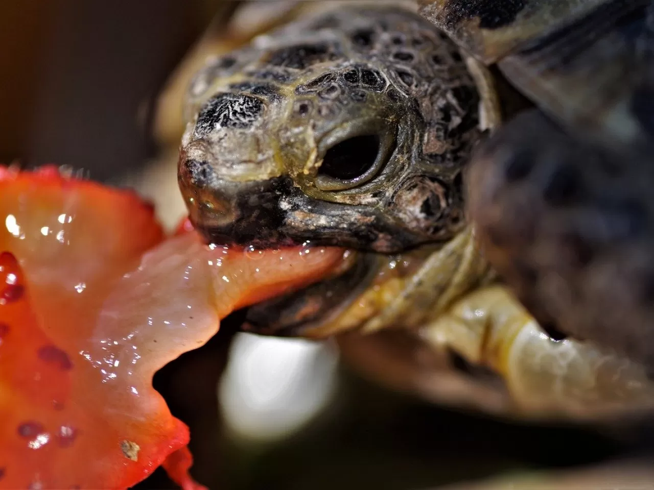 Kara Kaplumbağalarının Beslenmesi