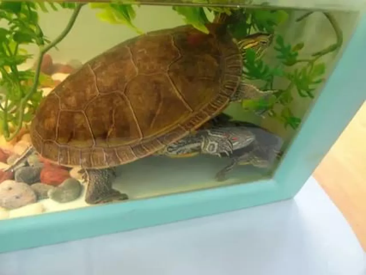 Su Kaplumbağalarının Beslenmesi