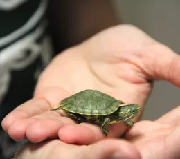 Evde Kaplumbağa Bakımı ve Bilinmesi Gerekenler