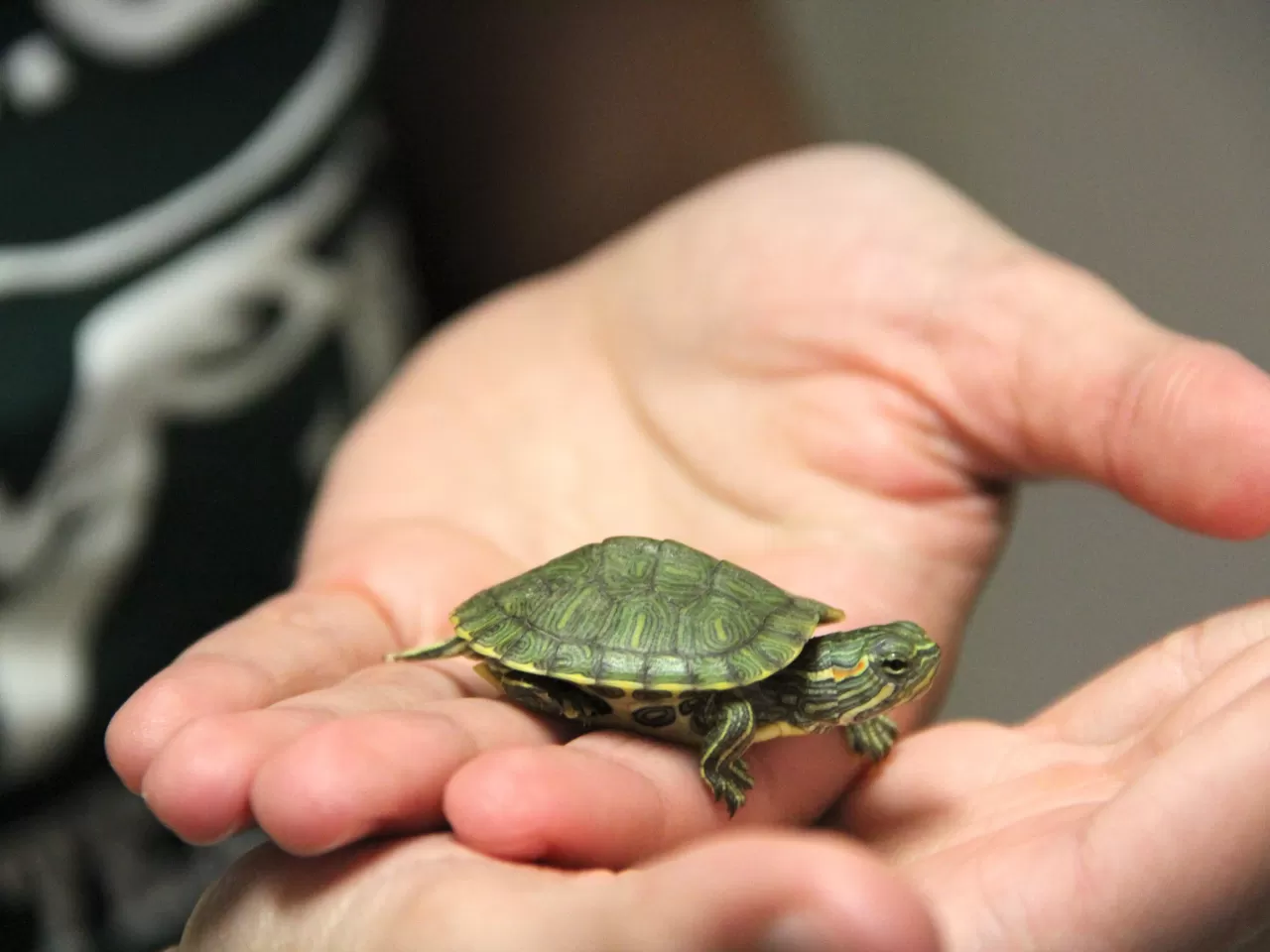 Evde Kaplumbağa Bakımı ve Bilinmesi Gerekenler
