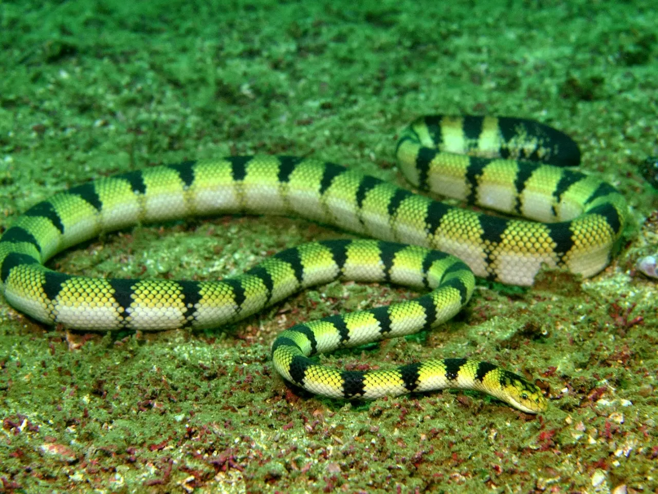 Deniz Yılanlarının En Uzunu