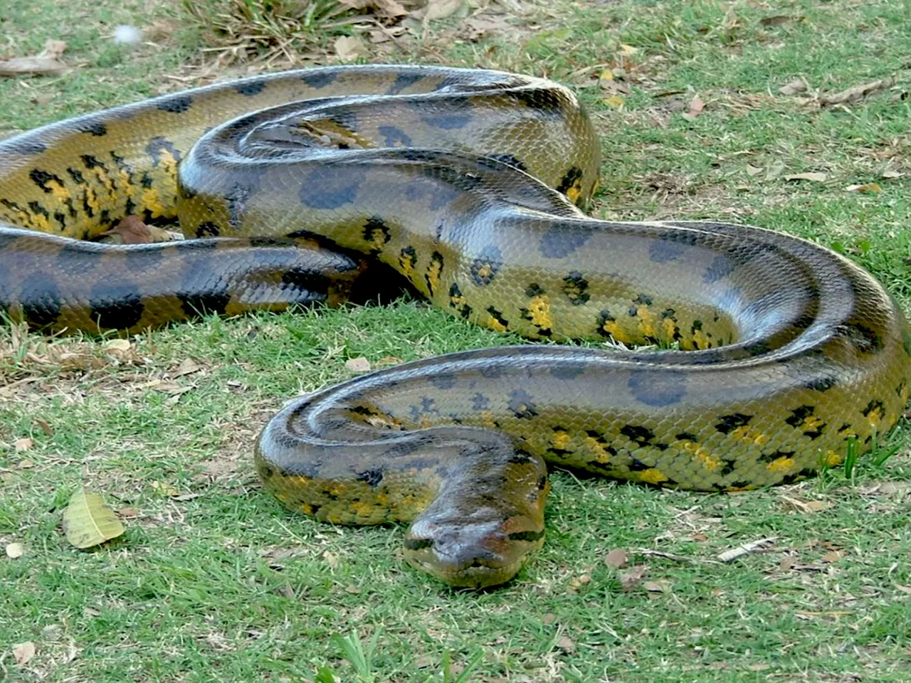 Dünyanın En Ağır Yılanı Hangisidir?