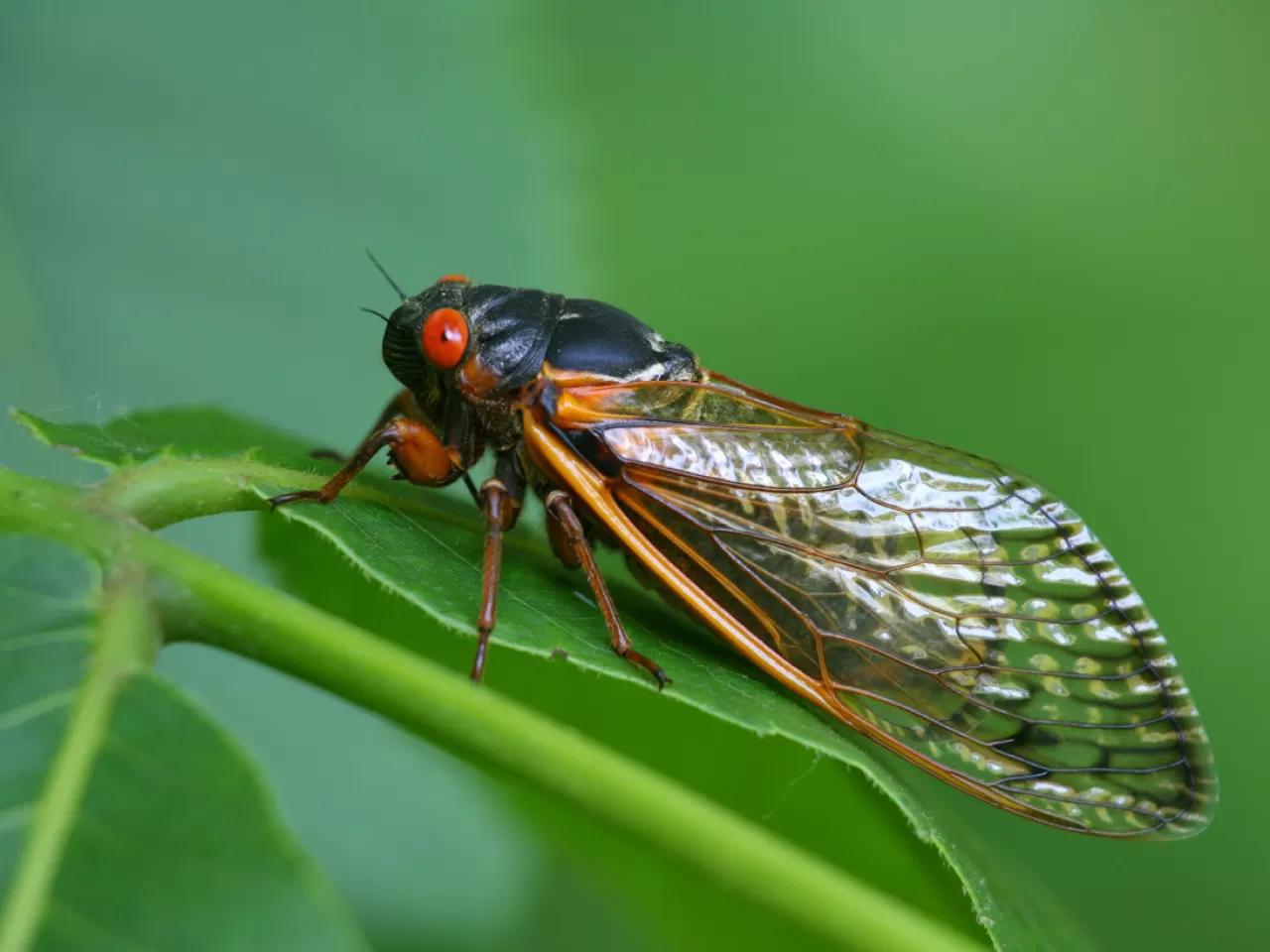 Ağustos Böcekleri Hakkında 7 Bilgi: Merak Edilen Özellikleri