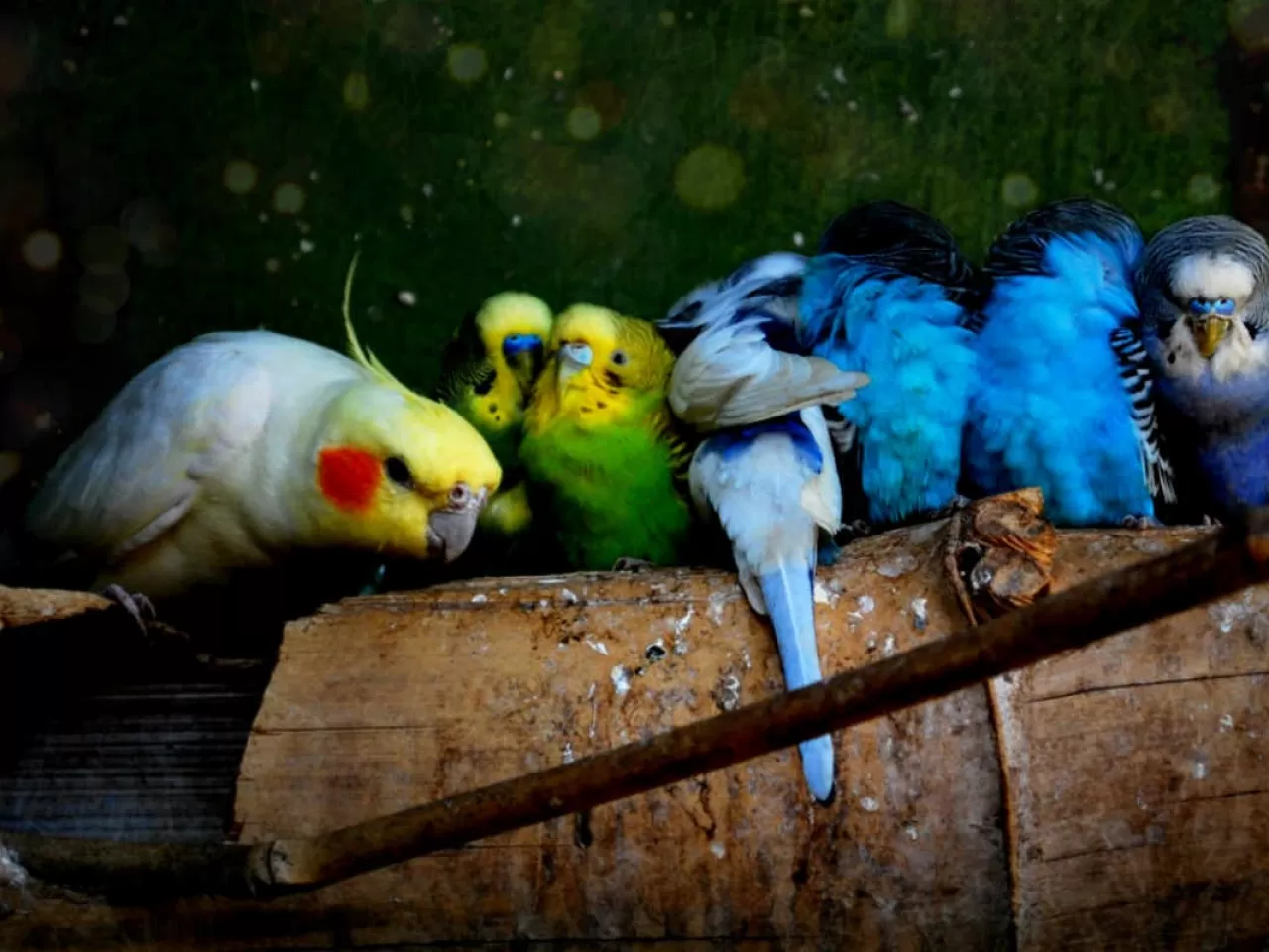 Görüş: Evet, sultan papağanı ve muhabbet kuşu birlikte yaşayabilirler.