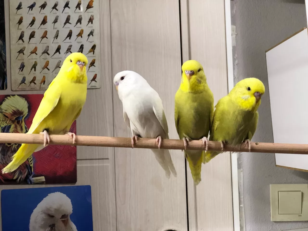 Görüş: Hayır, sultanlar başka tür kuşlarla aynı kafeste yaşayamazlar.