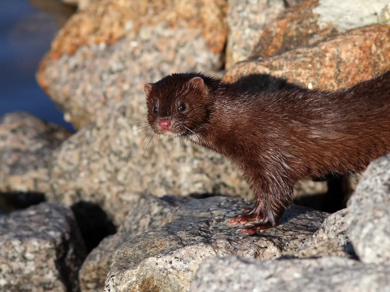 Хищный зверек с коричневой блестящей шерстью. Американская норка (Mustela Vison). Европейская норка (Mustela lutreola). Европейская норка Mustela lutreola (Linnaeus, 1761). Кавказская европейская норка.