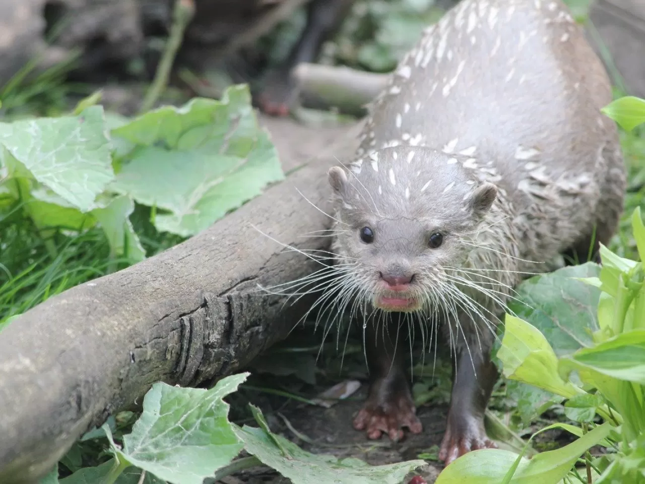 Vizonlar Hakkında İlginç Gerçekler