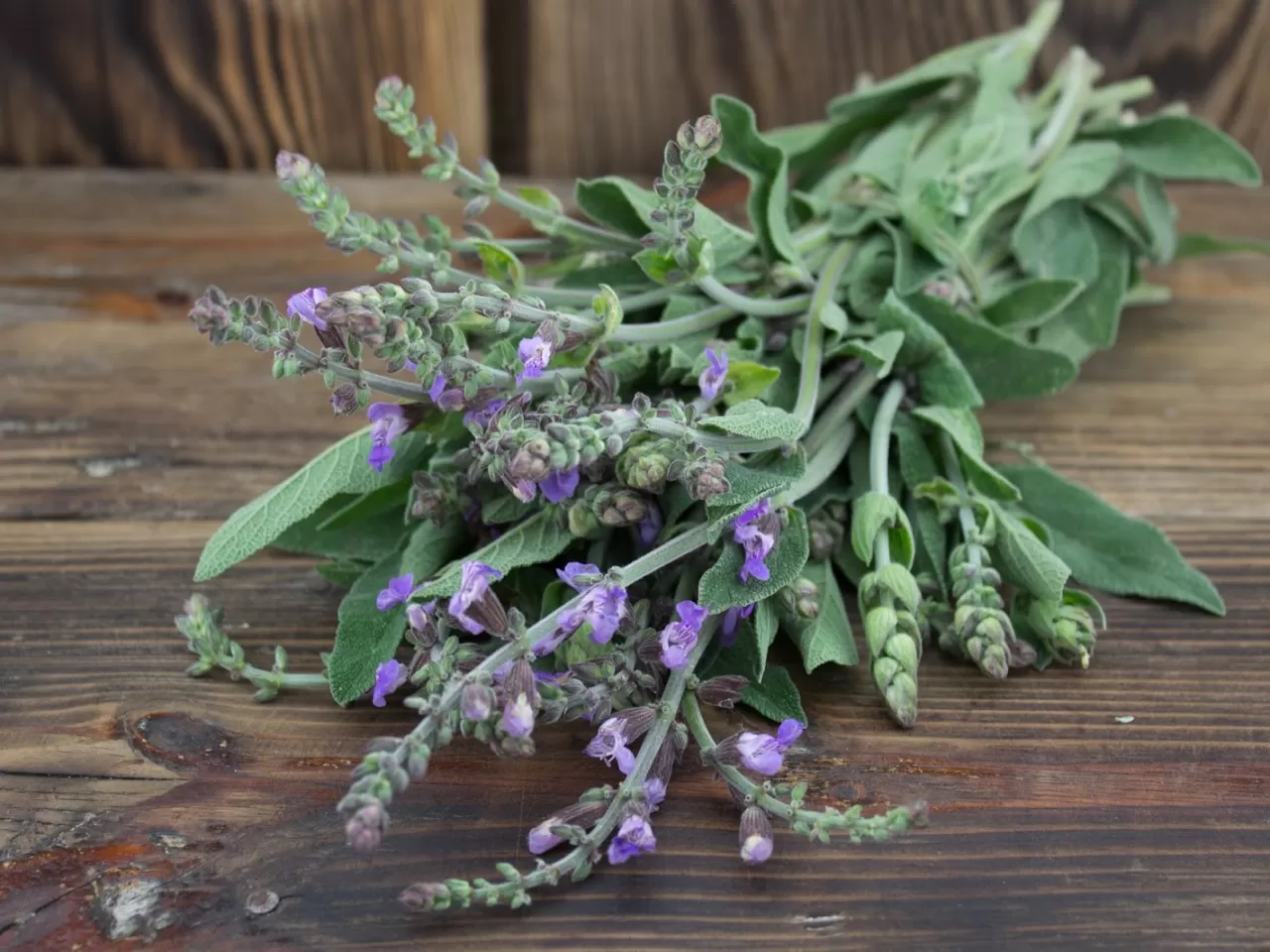 Hamilelik ve Emzirme Döneminde Adaçayı Kullanımı