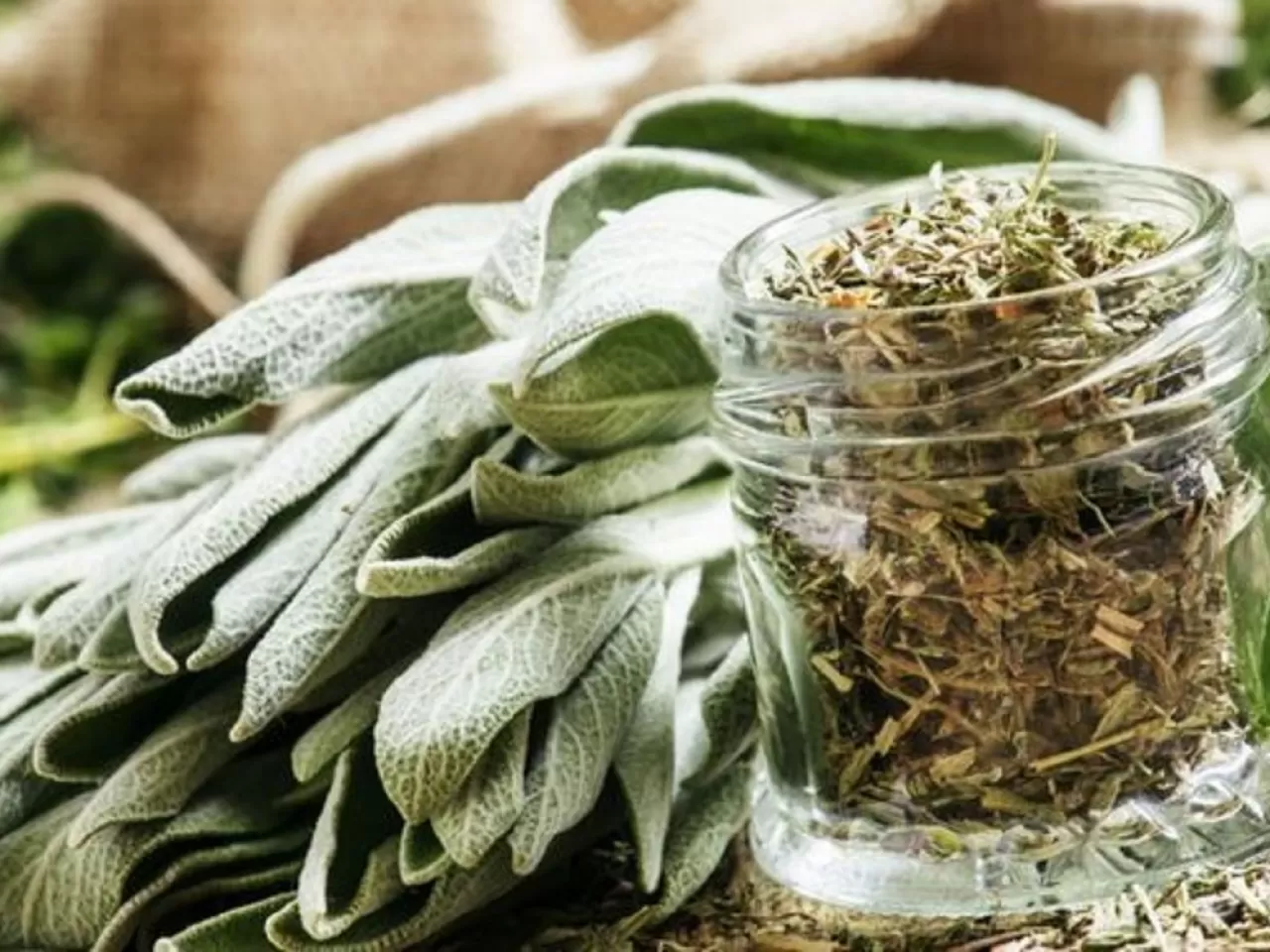 Adaçayının Hazırlanması