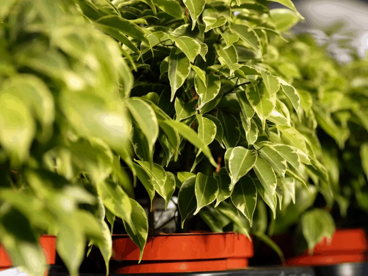 Benjamin Bitkisi Bakımı