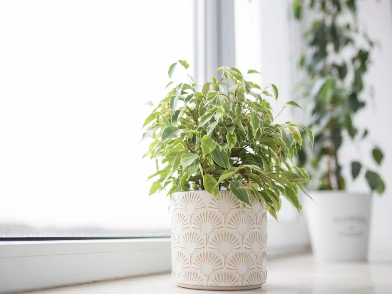 Benjamin Bitkisinin Çoğaltılması