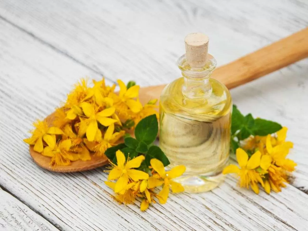 Kantaron Yağının Enfeksiyon Hastalıkları İle İlgili Yararları