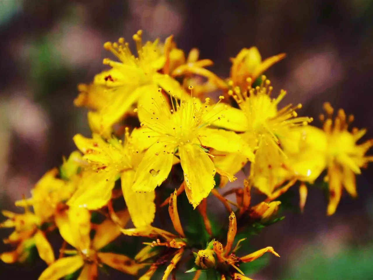 Kantaron Yağı Nasıl Elde Edilir?