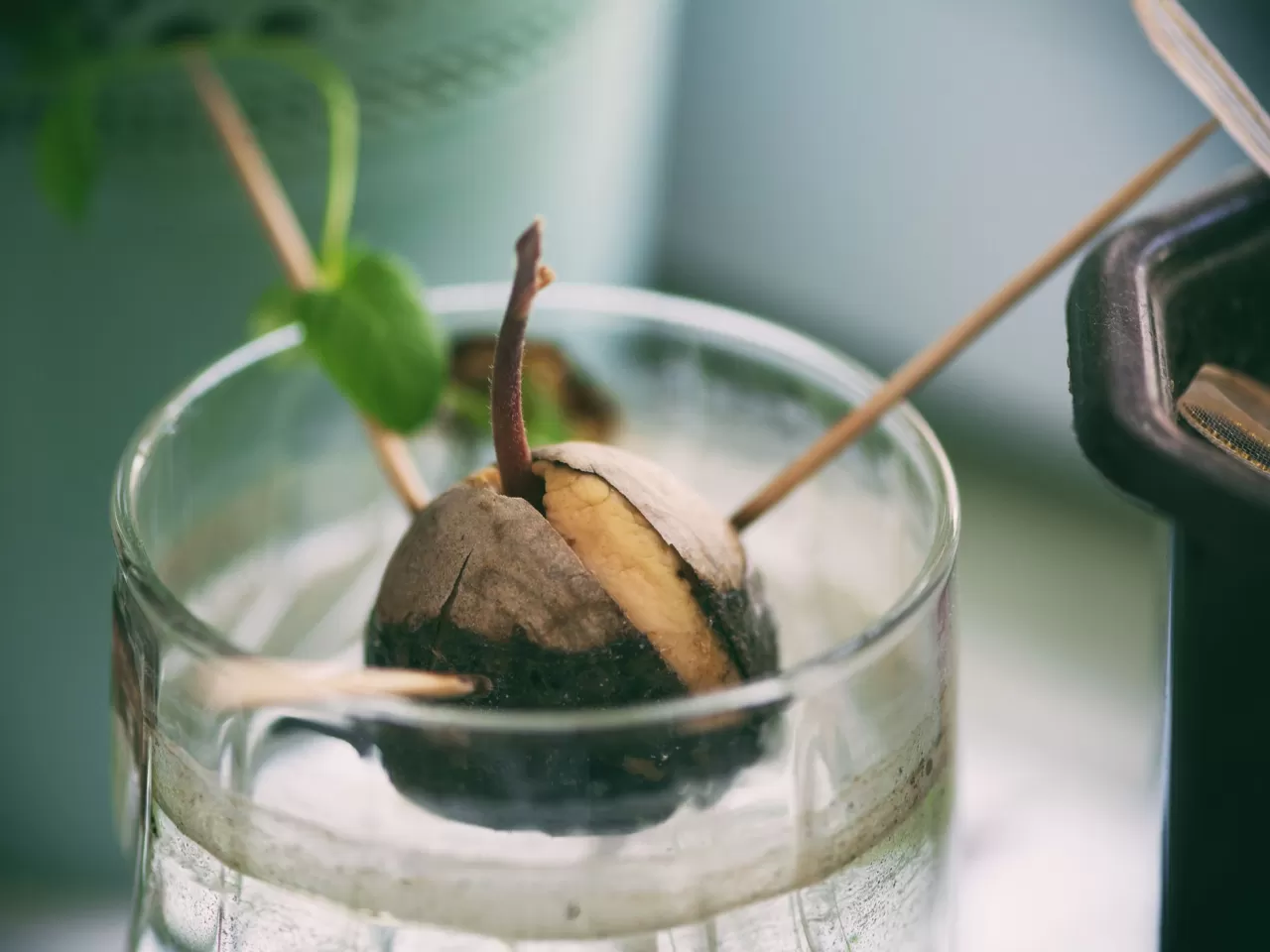 Evde Avokado Yetiştirmenin Püf Noktaları