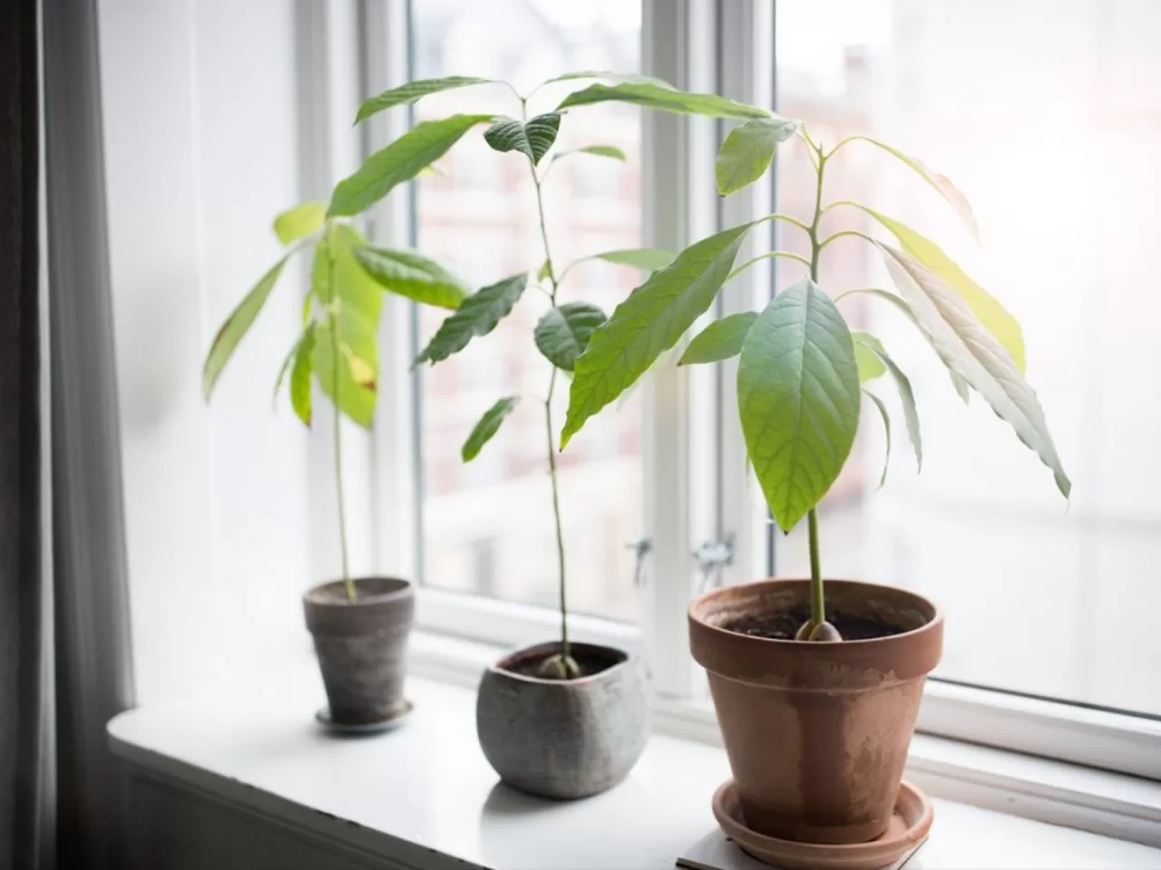 Evde Avokado Yetiştirmenin Alternatif Yöntemi