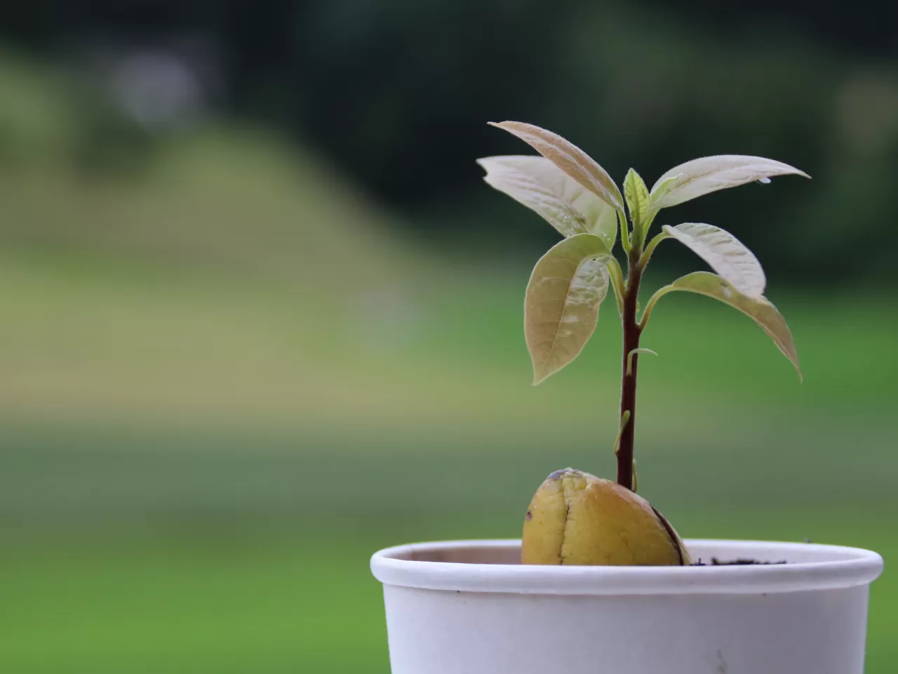 Evde Avokado Bitkisinin Bakımı