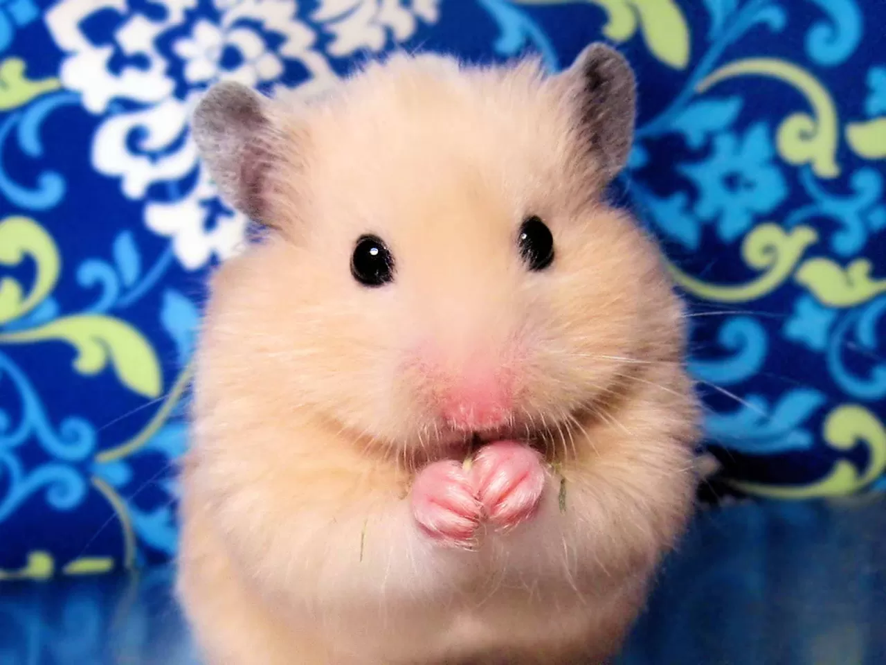 Hamster