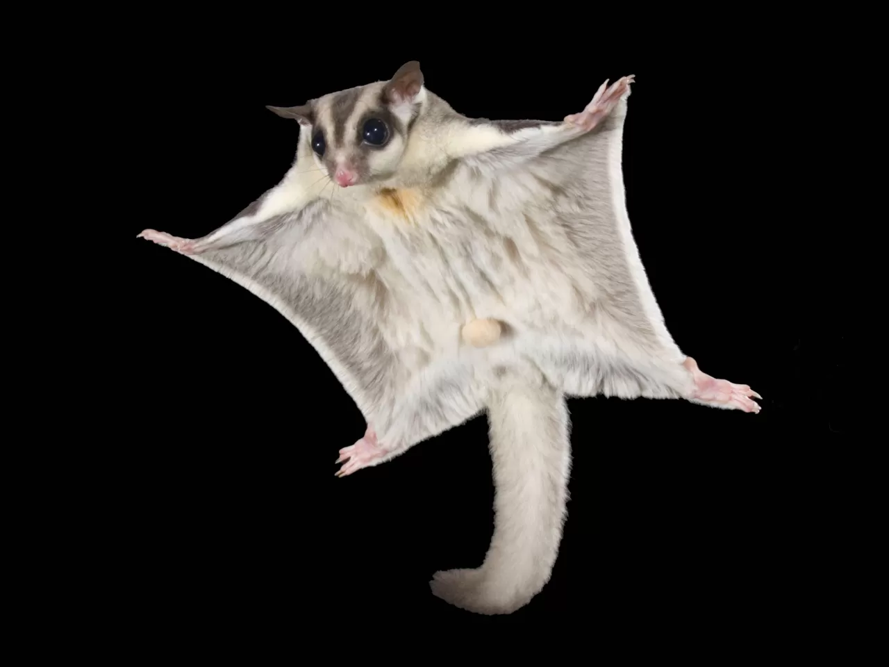 Sugar Glider-Şeker Planör