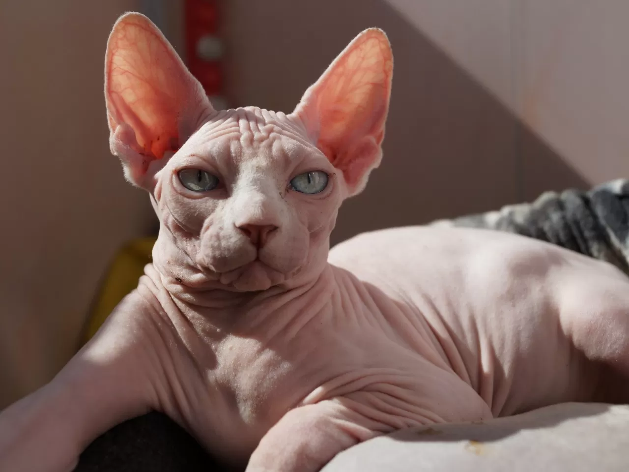 Sfenks (Sphynx)
