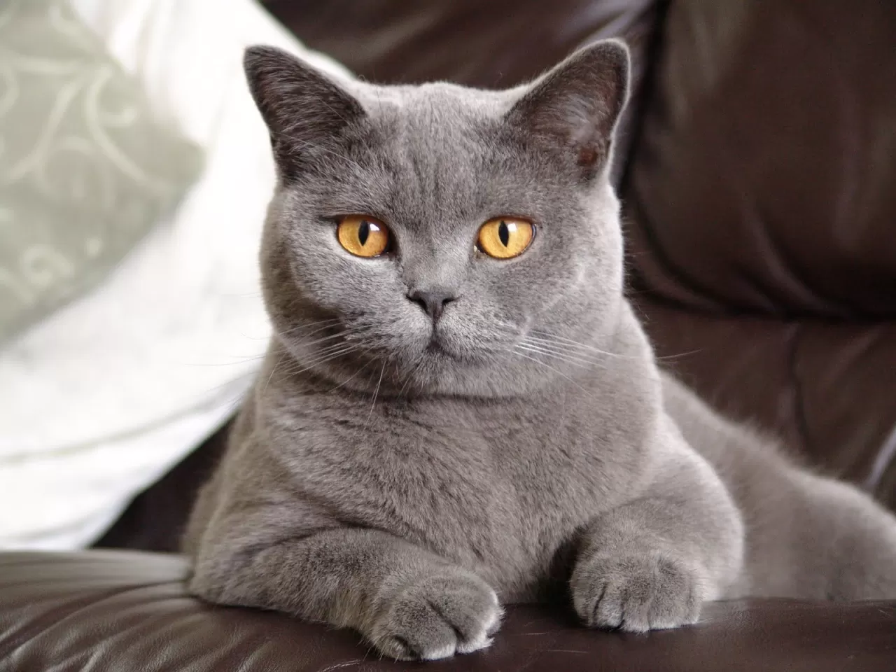 British Shorthair
