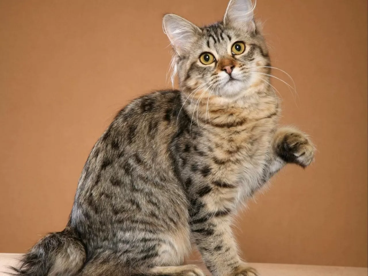 American Bobtail