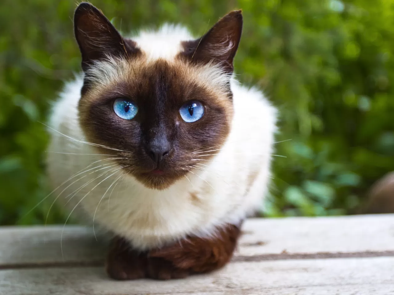 Siyam Kedisi (Siamese)