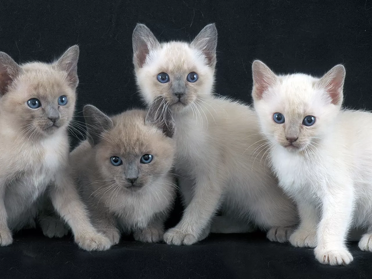 Tonkinese Cinsi Kedi
