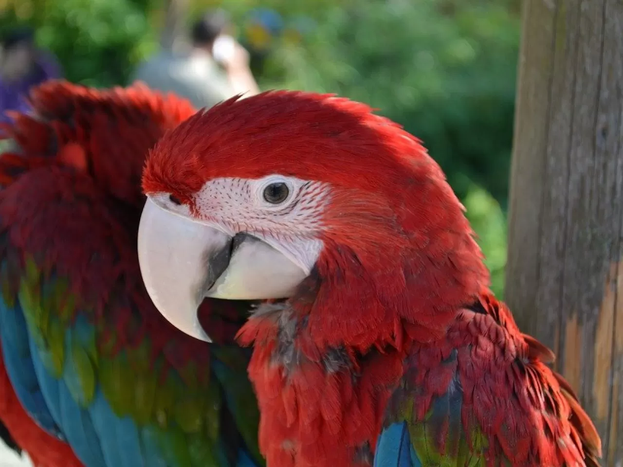 Ara Papağanı Bakım Önerileri