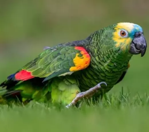 Amazon Papağanı Bakımı, Özellikleri ve Beslenmesi
