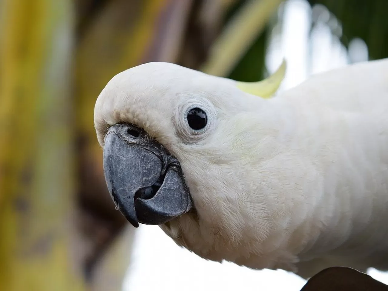 Kakadu Papağanı Beslenmesi