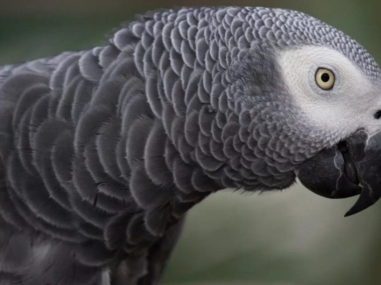 Jako Papağanı Bakımı