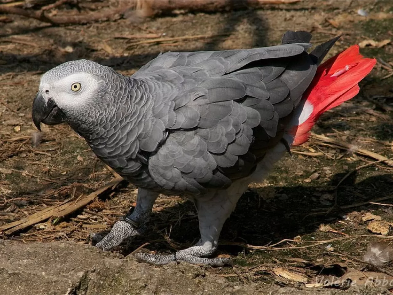 Jako Papağanı Beslenmesi