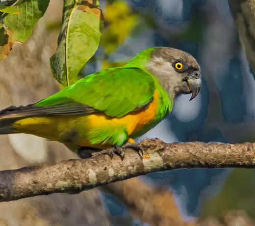 Senegal Papağanı Bakımı, Özellikleri ve Beslenmesi