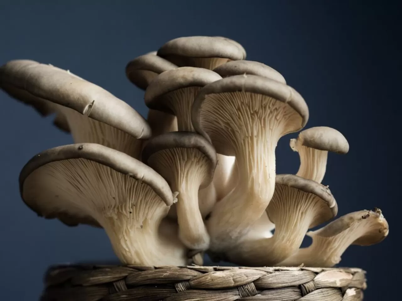 İstiridye Mantarının Kökeni Nedir